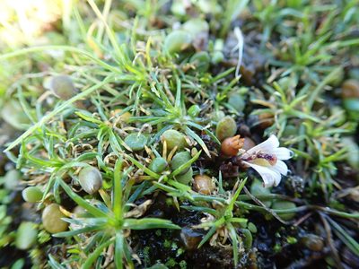 Sagina procumbens, photographed by Arnim Littek