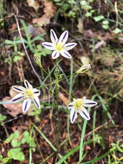 Triteleia hendersonii, photographed by Kieran Hanrahan