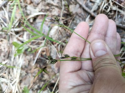 Carex montana, photographed by Евгений Егорейченков
