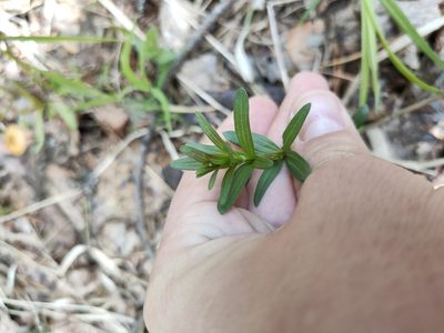 Trichogalium boreale, photographed by Евгений Егорейченков