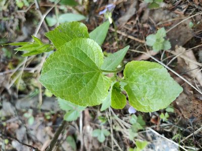 Viola mirabilis, photographed by Евгений Егорейченков