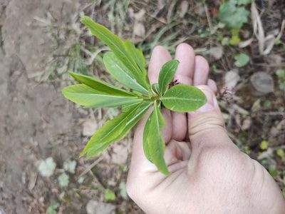 Daphne mezereum, photographed by Евгений Егорейченков