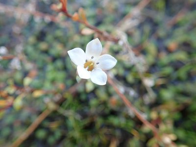 Samolus repens, photographed by Arnim Littek