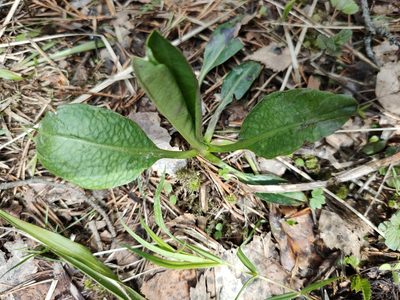 Succisa pratensis, photographed by Евгений Егорейченков