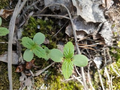 Galeopsis bifida, photographed by Евгений Егорейченков