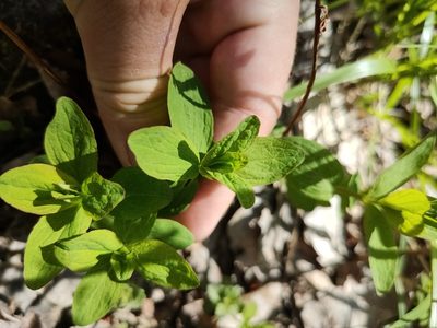 Hypericum maculatum, photographed by Евгений Егорейченков