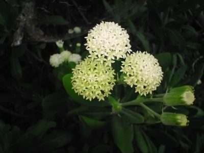 Kleinia grandiflora, photographed by Hopeland