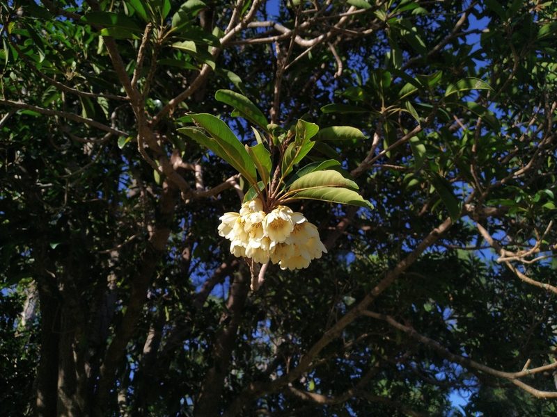 Elaeocarpus bancroftii, photographed by Steve Fitzgerald