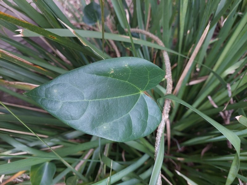 Sarcopetalum harveyanum, photographed by murrayoke