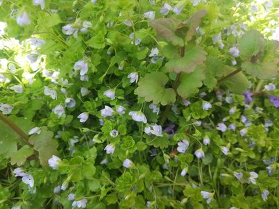 Veronica filiformis, photographed by Станислав Чуванов