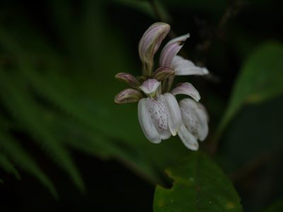Justicia santapaui, photographed by Dinesh Valke