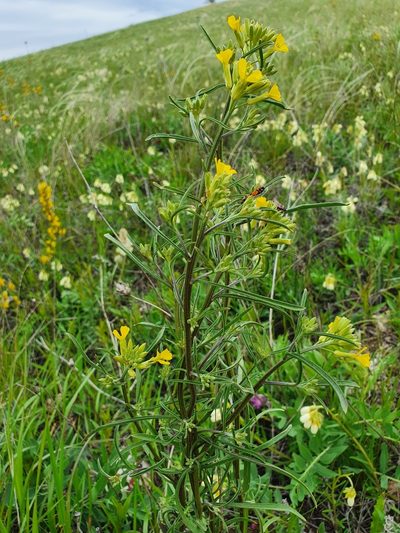 Erysimum diffusum, photographed by Анна Митрошенкова