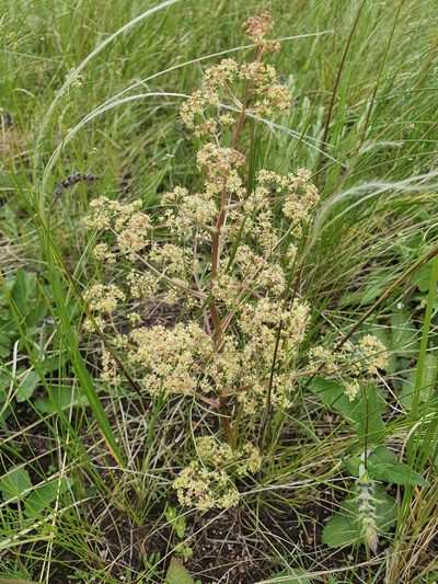 Trinia multicaulis, photographed by Анна Митрошенкова