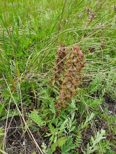 Pedicularis physocalyx, photographed by Анна Митрошенкова