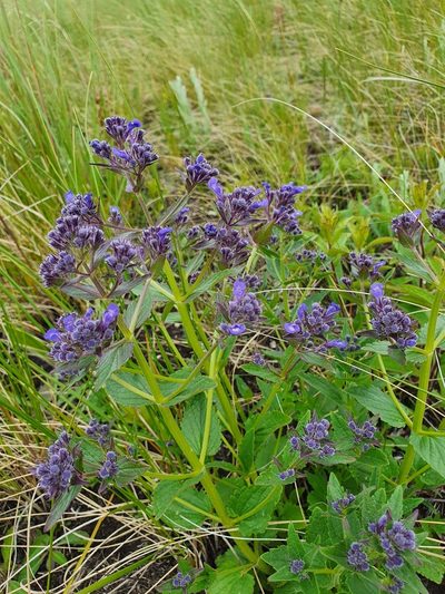 Nepeta ucranica, photographed by Анна Митрошенкова
