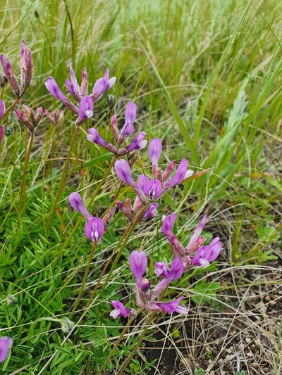 Astragalus macropus, photographed by Анна Митрошенкова