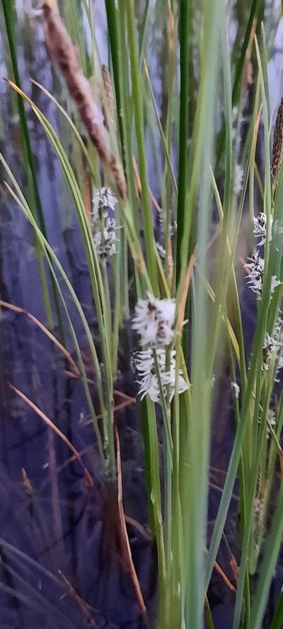 Carex trinervis, photographed by purperlibel