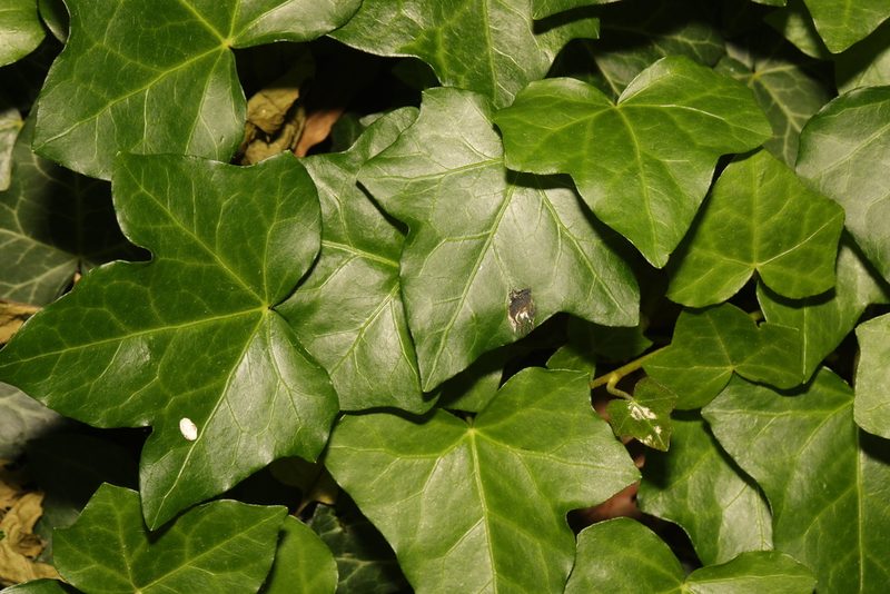 Hedera hibernica, photographed by Stephen James McWilliam