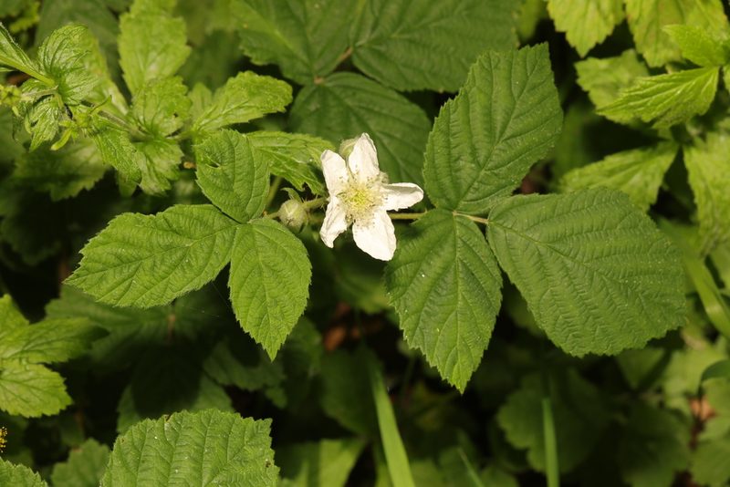 Rubus horrefactus, photographed by Stephen James McWilliam