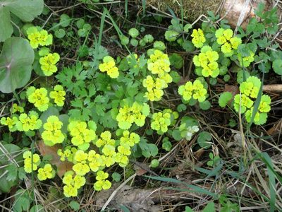 Chrysosplenium alternifolium, photographed by Эльмира