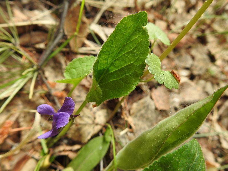 Viola hirta, photographed by Ксения Волянская