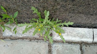 Senecio dubitabilis, photographed by Tatiana Strus