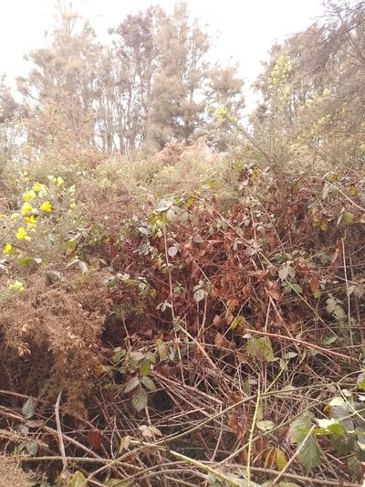 Rubus amplificatus, photographed by Joe Potter Butler