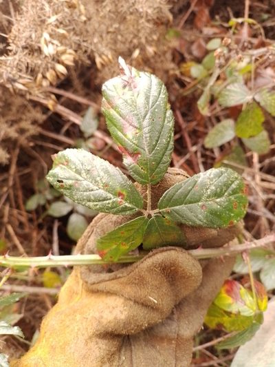 Rubus amplificatus, photographed by Joe Potter Butler