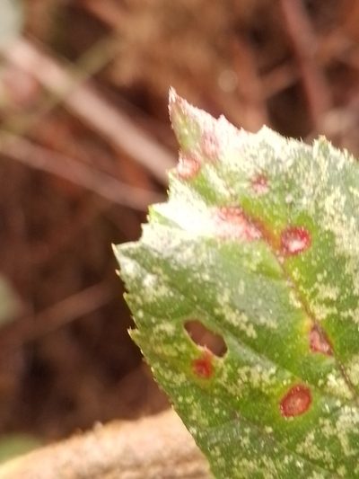 Rubus amplificatus, photographed by Joe Potter Butler