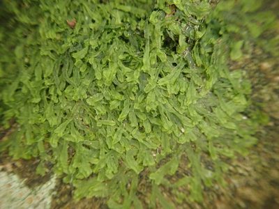 Metzgeria furcata, photographed by Paul Cook