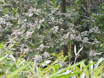 Strobocalyx arborea, photographed by Dinesh Valke