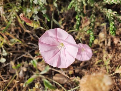 Convolvulus cantabrica, photographed by Mehdi Chetibi