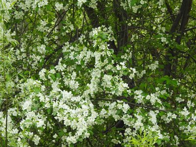 Malus baccata, photographed by Ксения Волянская