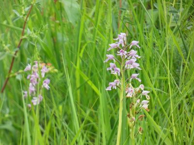 Orchis militaris, photographed by Norrland