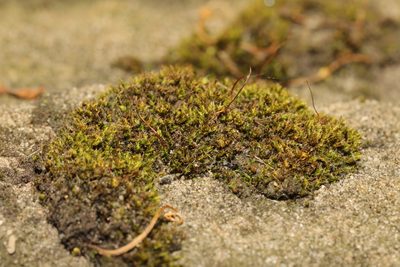 Tortula muralis, photographed by Stephen James McWilliam