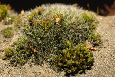 Grimmia pulvinata, photographed by Stephen James McWilliam