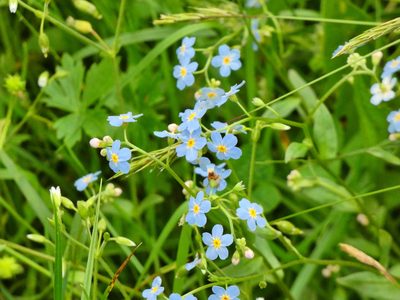 Myosotis scorpioides, photographed by Norrland