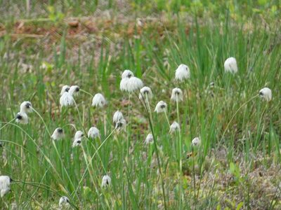 Eriophorum vaginatum, photographed by Norrland