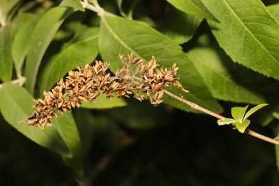 Buddleja davidii, photographed by Stephen James McWilliam