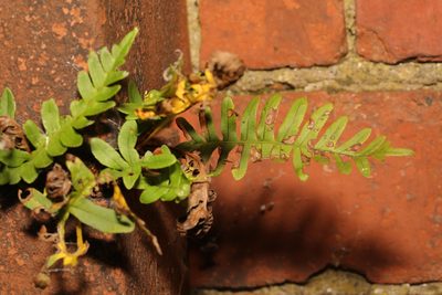 Polypodium vulgare, photographed by Stephen James McWilliam