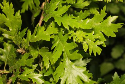 Quercus cerris, photographed by Stephen James McWilliam