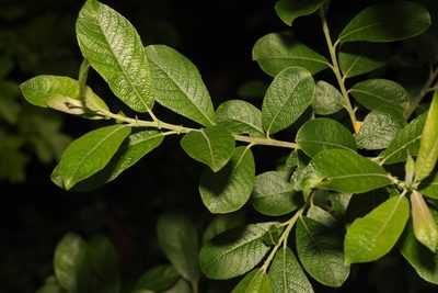 Salix atrocinerea, photographed by Stephen James McWilliam