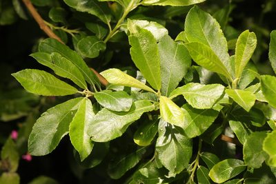 Salix atrocinerea, photographed by Stephen James McWilliam