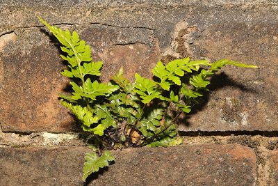 Asplenium adiantum-nigrum, photographed by Stephen James McWilliam