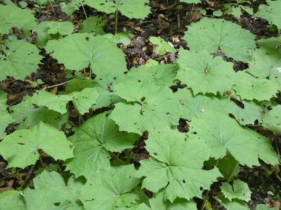 Petasites albus, photographed by Norrland