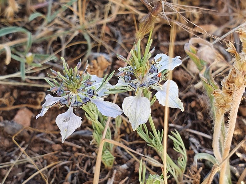 Nigella arvensis, photographed by Mehdi Chetibi