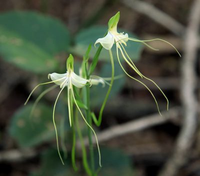 Bonatea pulchella, photographed by Wynand Uys