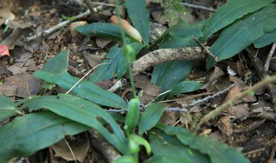 Bonatea pulchella, photographed by Wynand Uys