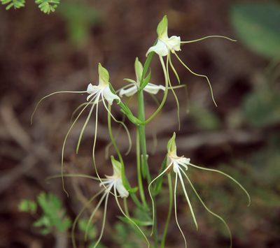 Bonatea pulchella, photographed by Wynand Uys