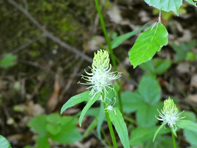 Phyteuma spicatum, photographed by Norrland